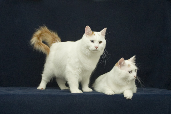 القطط التركية Raab&safir17